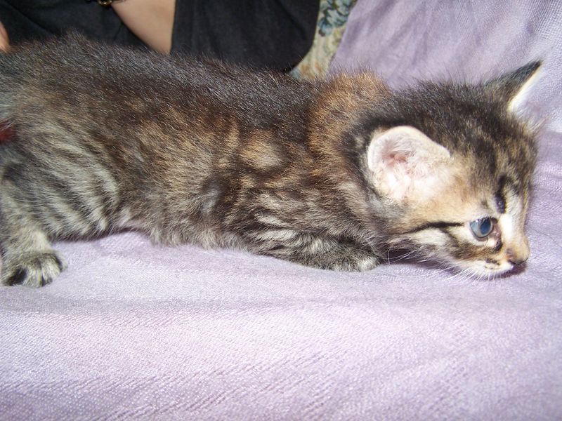 Gatto Norvegese - cuccioli