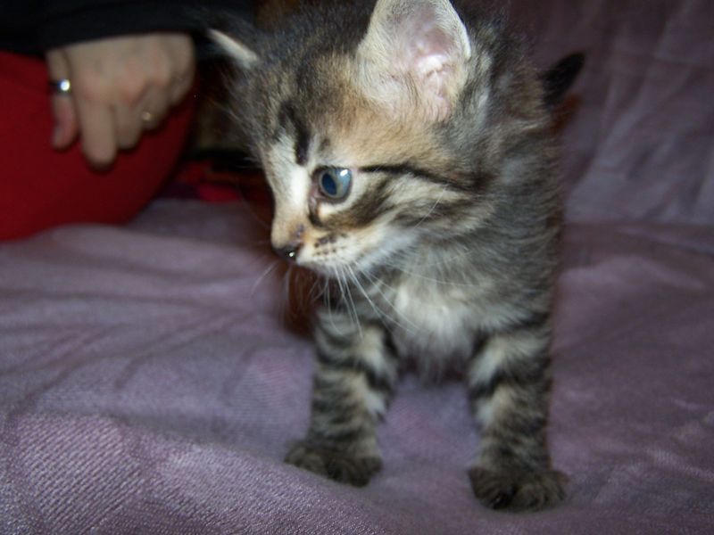 Gatto Norvegese - cuccioli