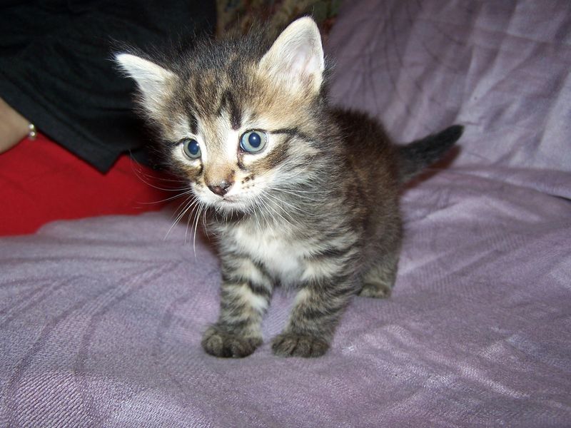 Gatto Norvegese - cuccioli