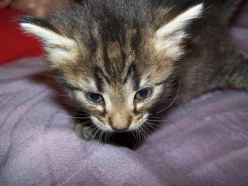 Gatto Norvegese - cuccioli