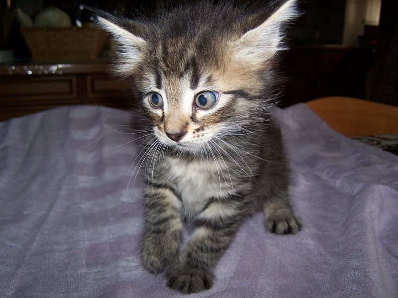Gatto Norvegese - cuccioli