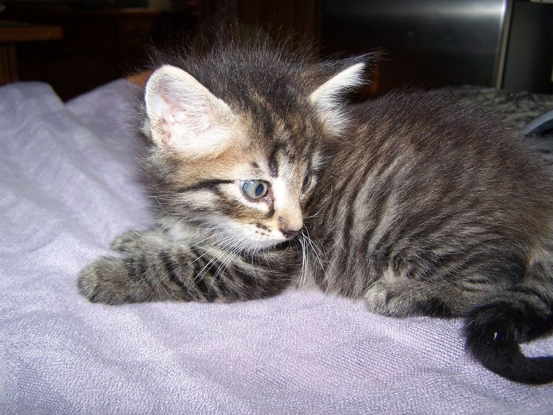 Gatto Norvegese - cuccioli