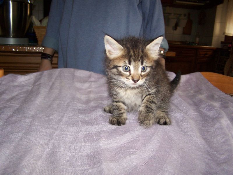 Gatto Norvegese - cuccioli