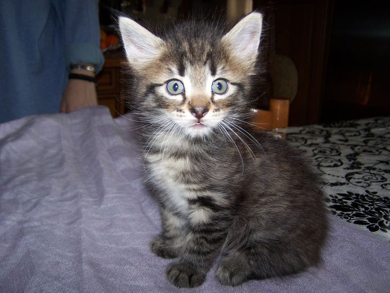 Gatto Norvegese - cuccioli