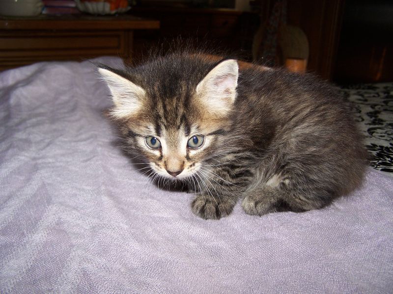 Gatto Norvegese - cuccioli