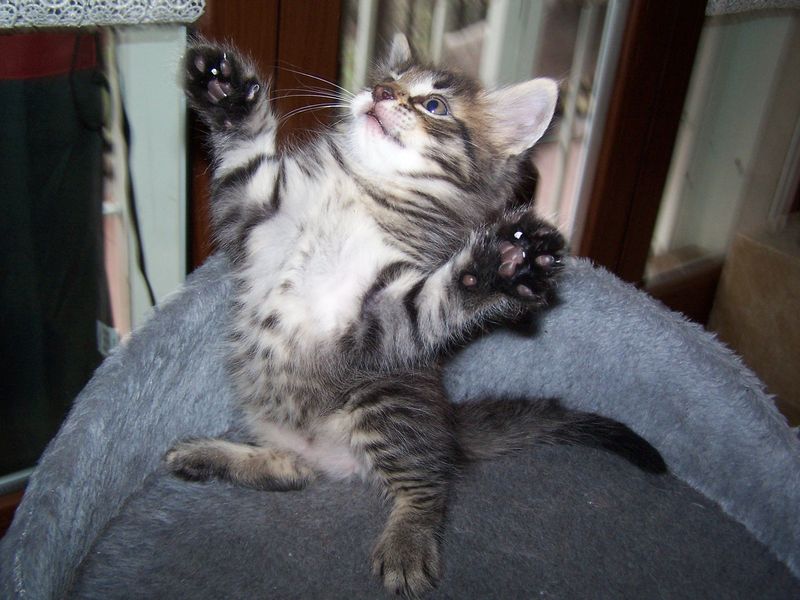 Gatto Norvegese - cuccioli