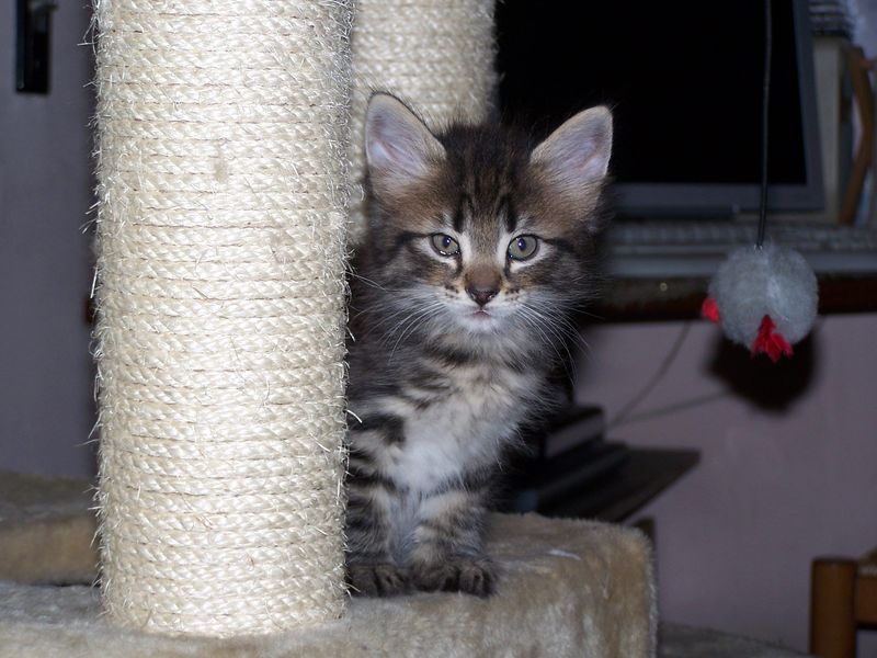 Gatto Norvegese - cuccioli