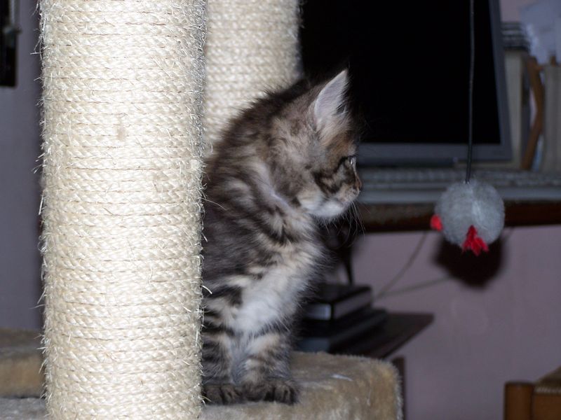 Gatto Norvegese - cuccioli