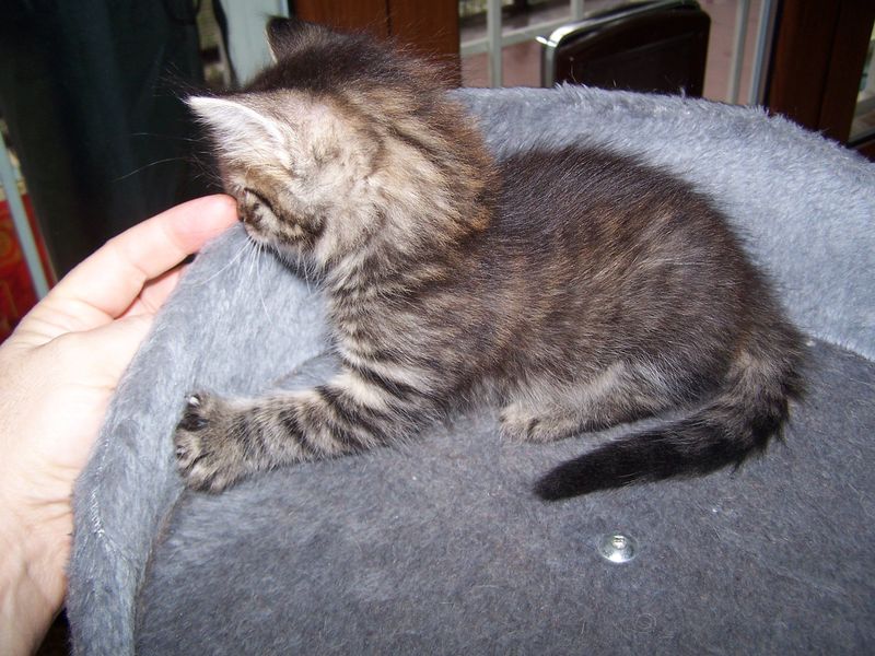 Gatto Norvegese - cuccioli