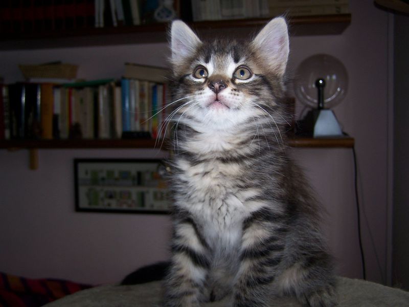 Gatto Norvegese - cuccioli