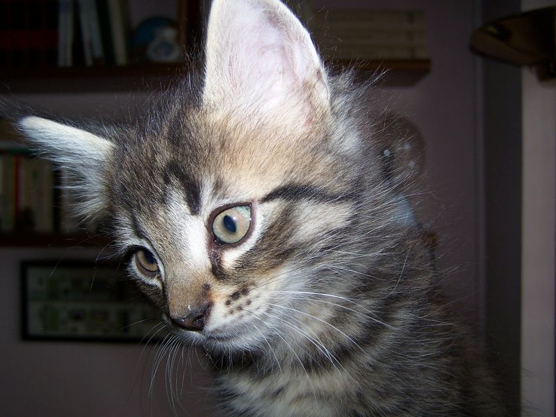 Gatto Norvegese - cuccioli