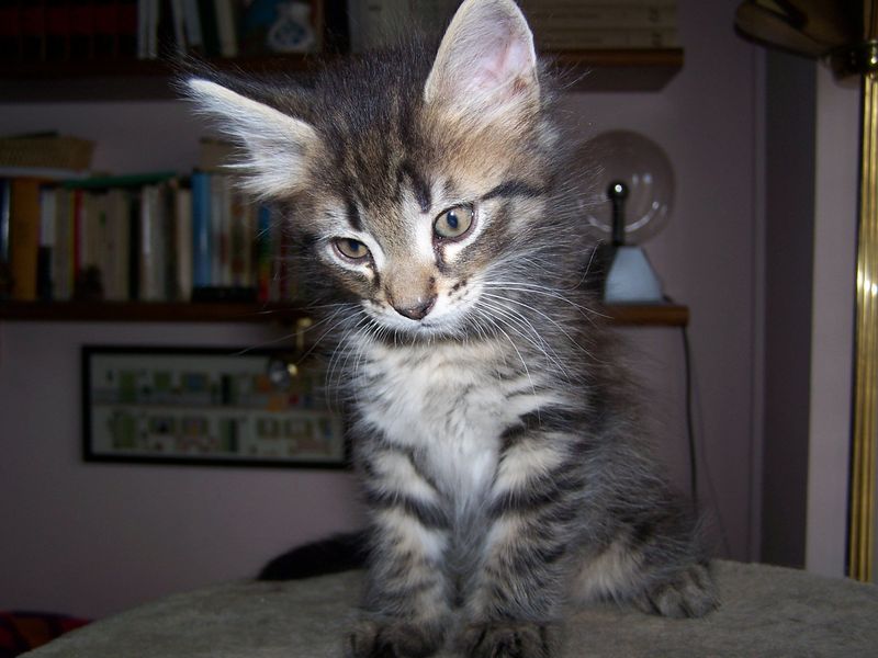 Gatto Norvegese - cuccioli