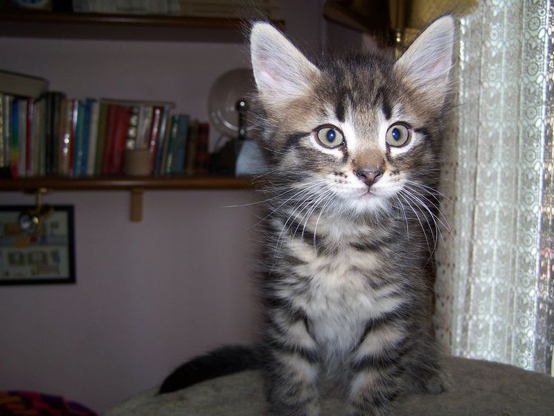 Gatto Norvegese - cuccioli