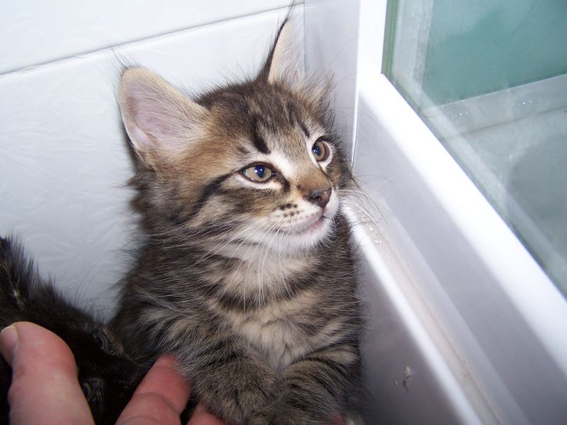Gatto Norvegese - cuccioli