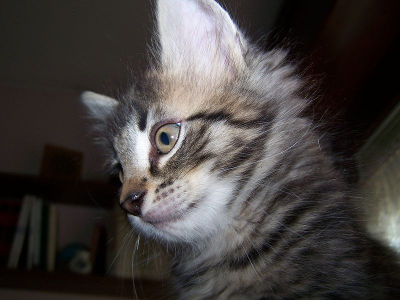 Gatto Norvegese - cuccioli