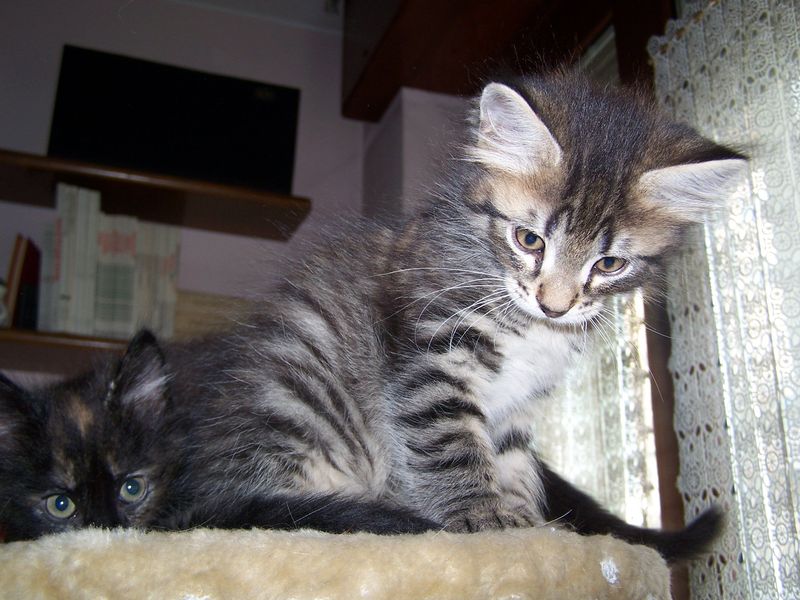 Gatto Norvegese - cuccioli