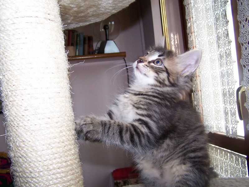Gatto Norvegese - cuccioli
