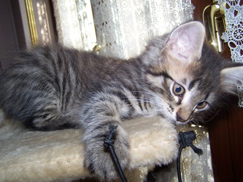 Gatto Norvegese - cuccioli
