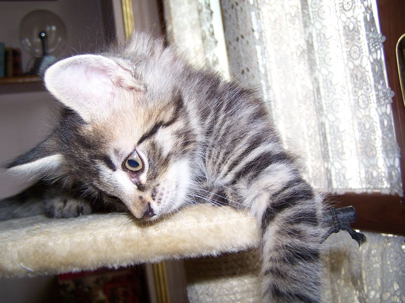Gatto Norvegese - cuccioli