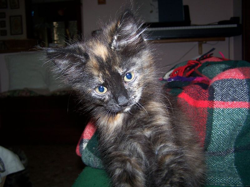 Gatto Norvegese - cuccioli