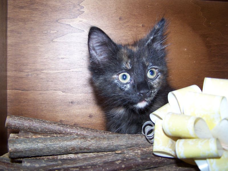 Gatto Norvegese - cuccioli