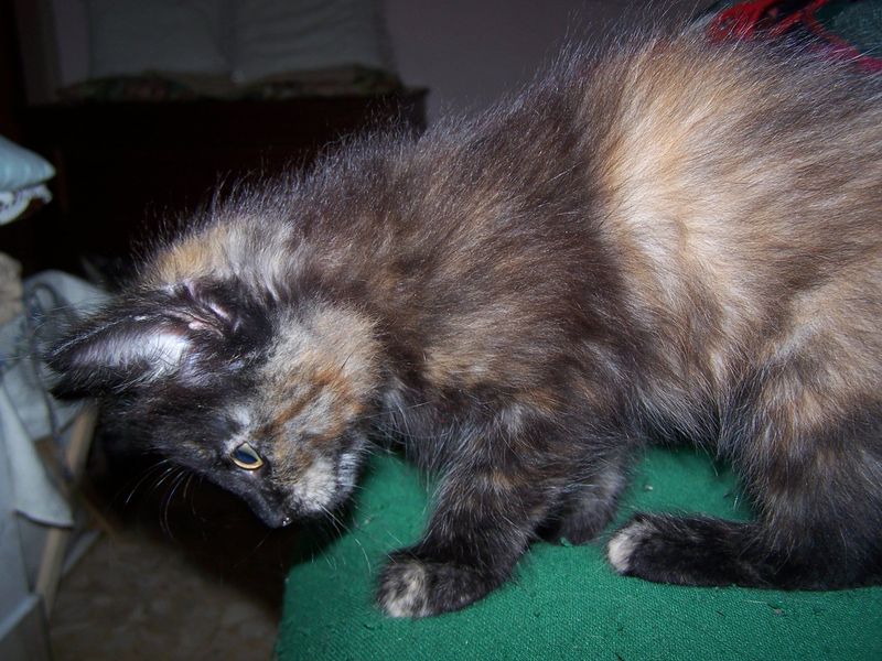 Gatto Norvegese - cuccioli