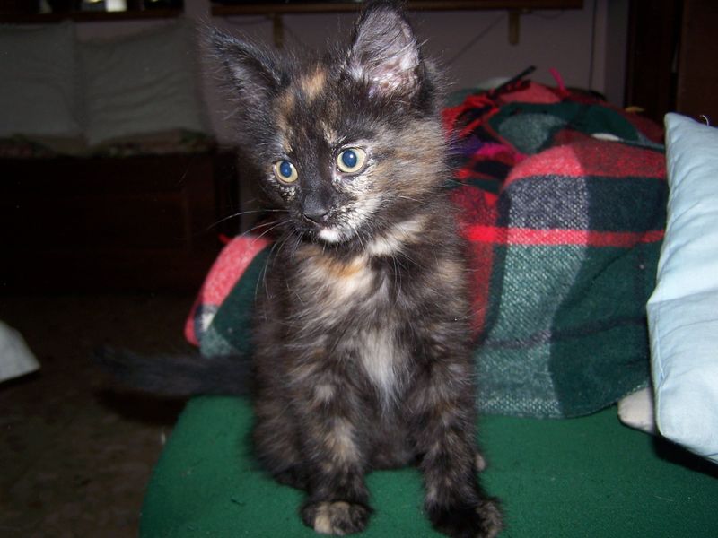 Gatto Norvegese - cuccioli