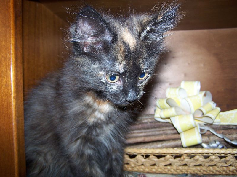 Gatto Norvegese - cuccioli