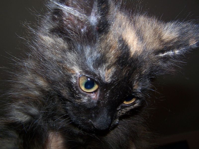 Gatto Norvegese - cuccioli