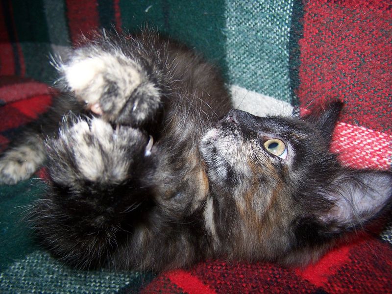 Gatto Norvegese - cuccioli