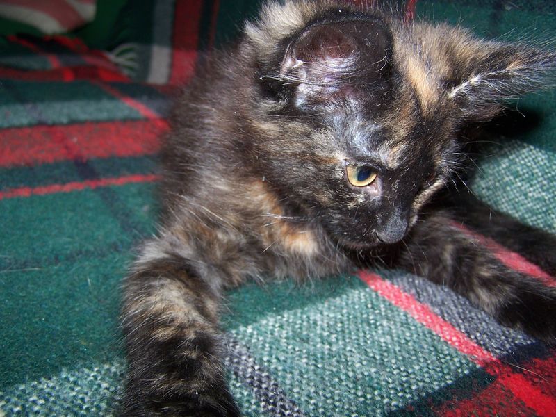 Gatto Norvegese - cuccioli