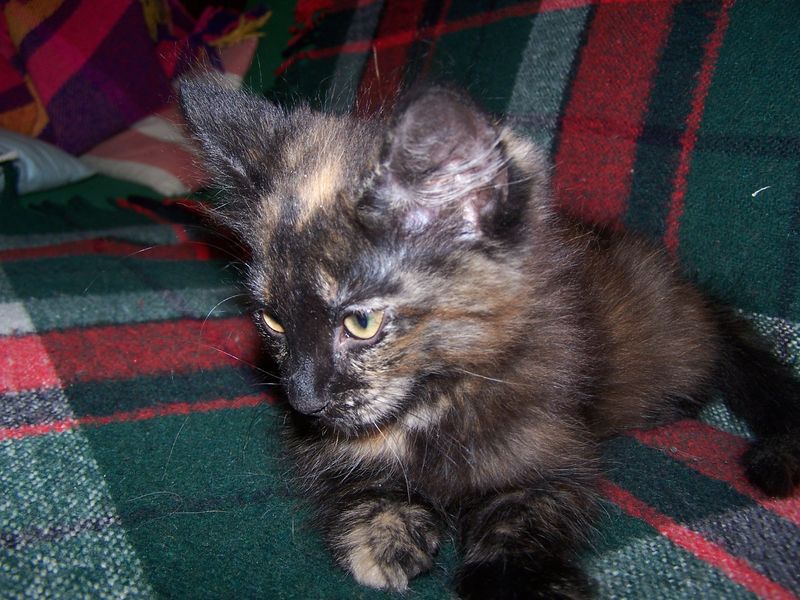 Gatto Norvegese - cuccioli