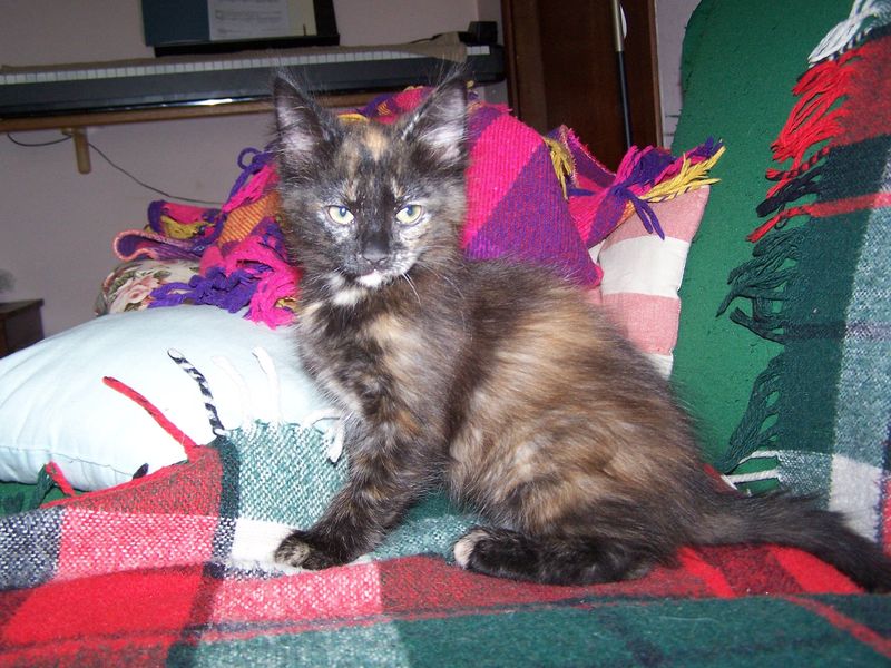 Gatto Norvegese - cuccioli