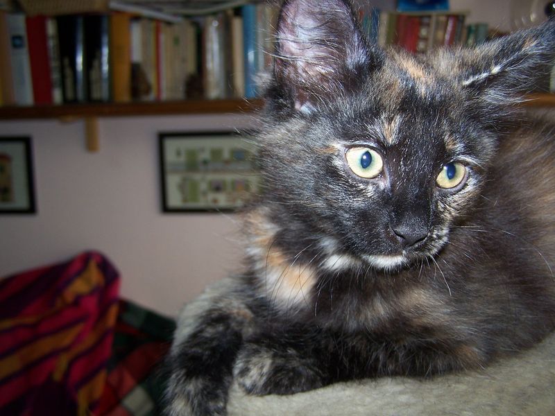 Gatto Norvegese - cuccioli