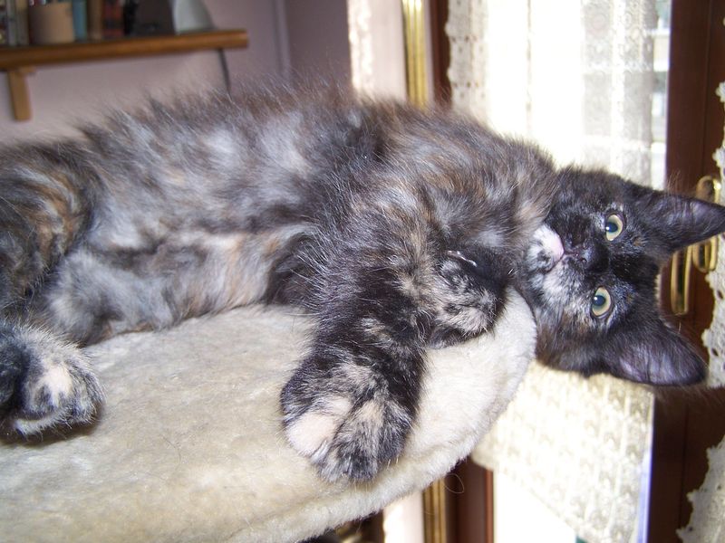 Gatto Norvegese - cuccioli