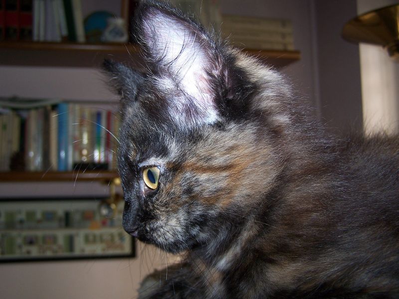 Gatto Norvegese - cuccioli