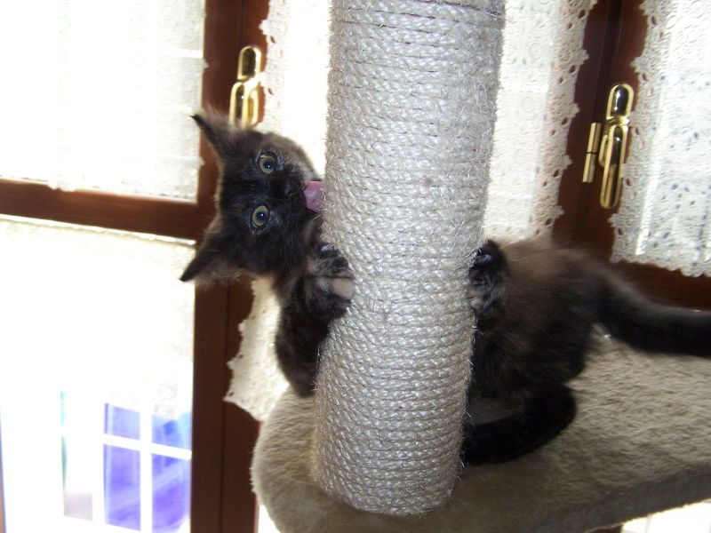 Gatto Norvegese - cuccioli