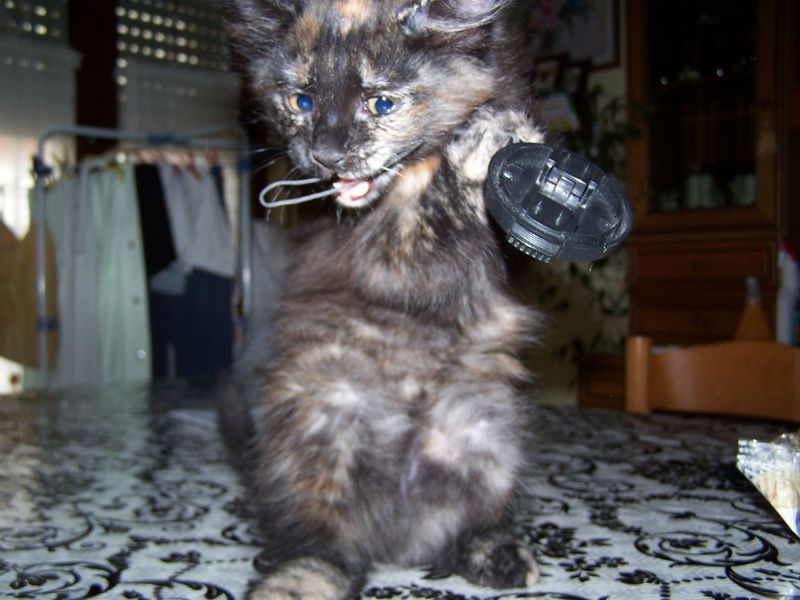 Gatto Norvegese - cuccioli