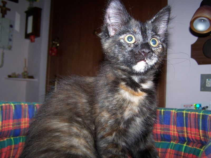 Gatto Norvegese - cuccioli