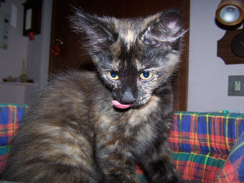 Gatto Norvegese - cuccioli
