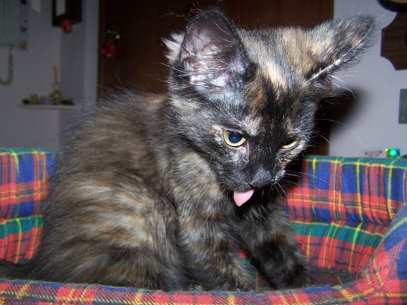 Gatto Norvegese - cuccioli