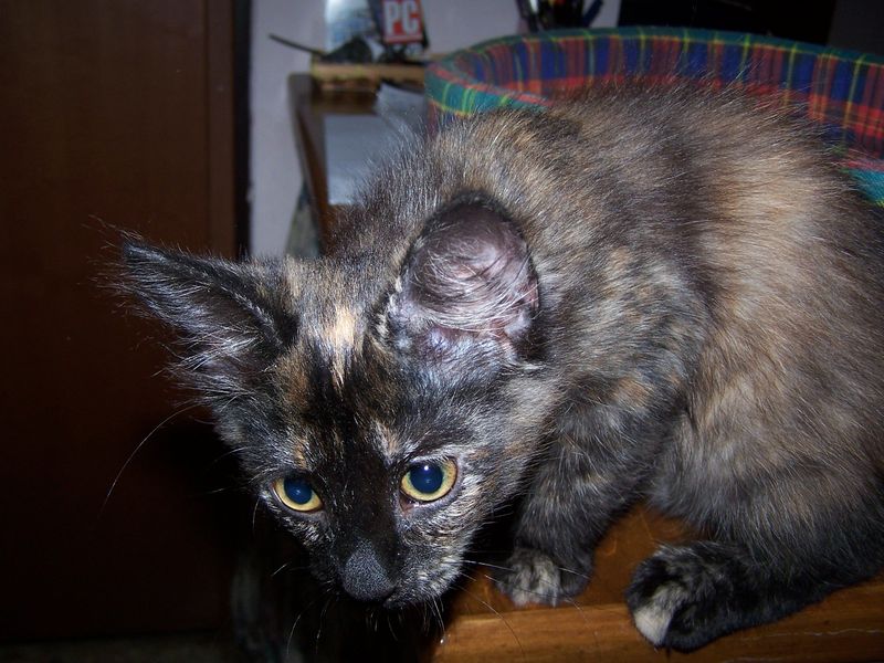 Gatto Norvegese - cuccioli