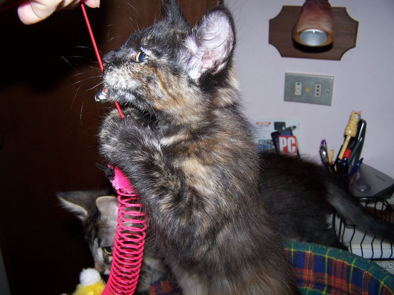 Gatto Norvegese - cuccioli