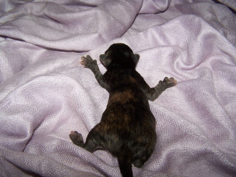 Gatto Norvegese - cuccioli