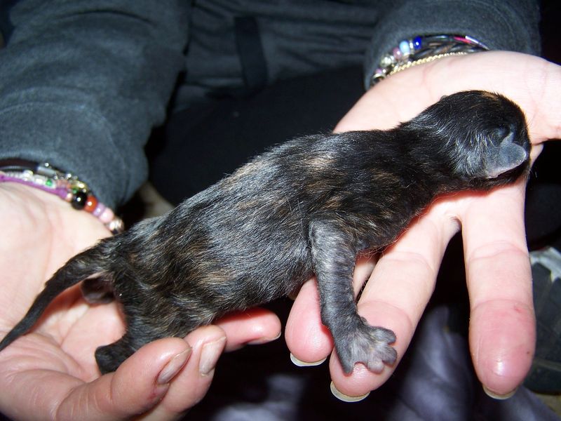 Gatto Norvegese - cuccioli