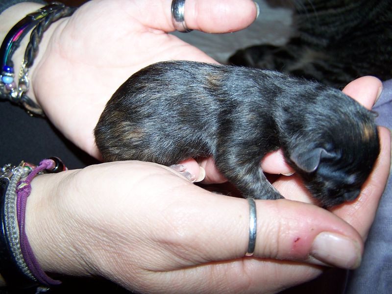 Gatto Norvegese - cuccioli