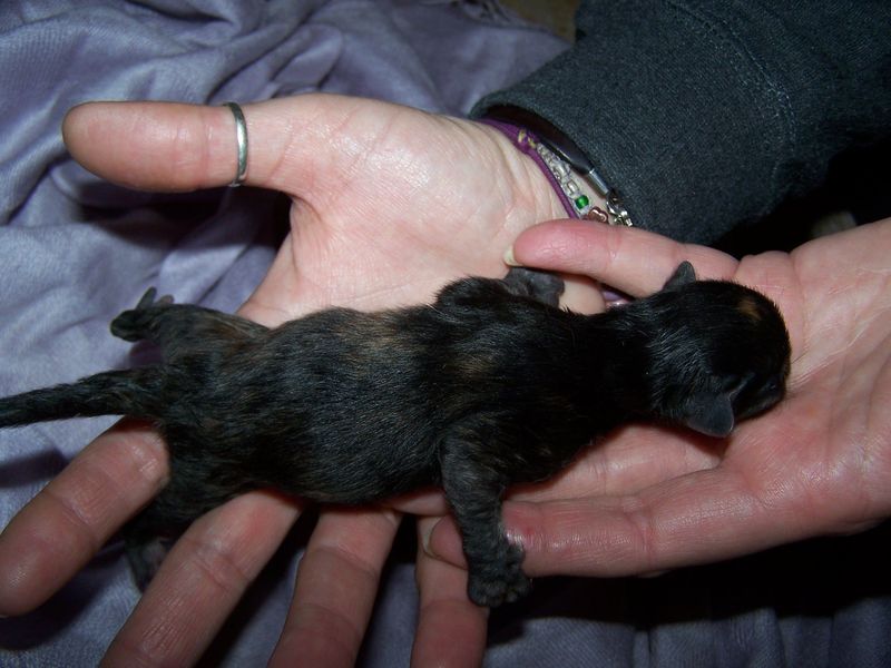 Gatto Norvegese - cuccioli