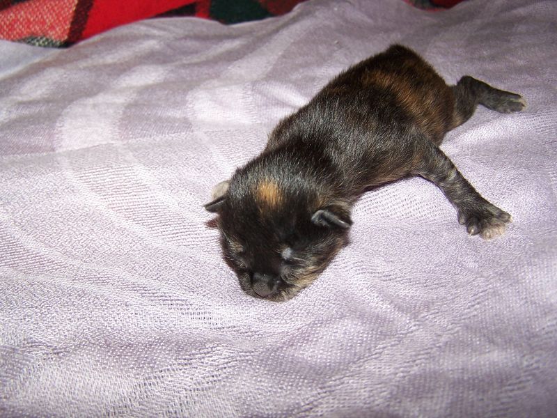 Gatto Norvegese - cuccioli