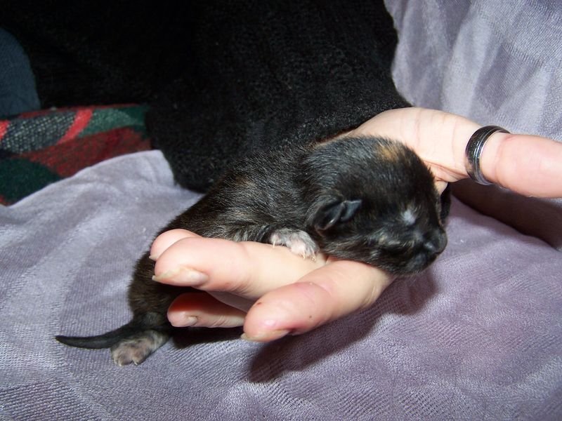 Gatto Norvegese - cuccioli