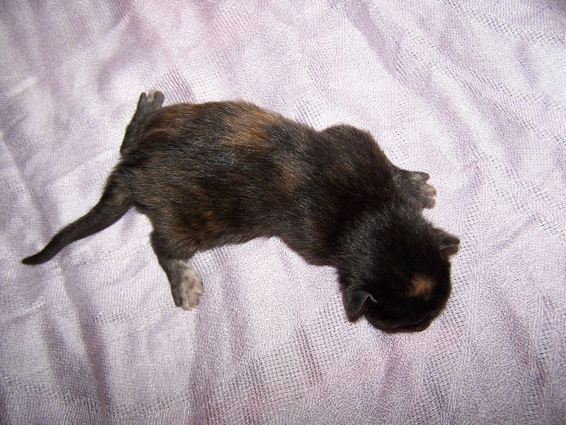 Gatto Norvegese - cuccioli